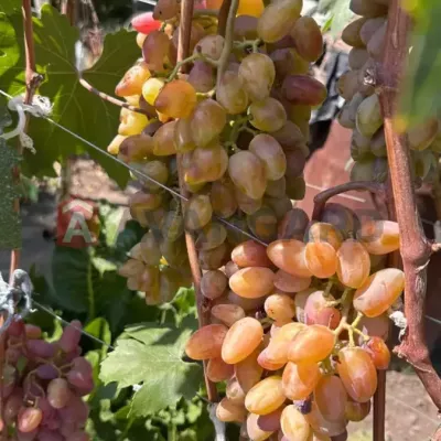 Купить дом - Днепр. Продажа недвижимости - Город и пригород, вторичный рынок и новострой недорого, цена до 13000$, объявление №1989836 фото 44